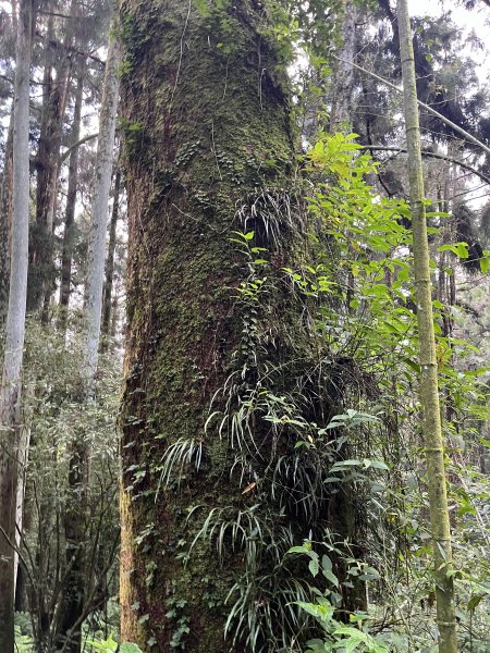 [嘉遊好步道．來嘉走走-04/10] 2024_1011 阿里山頂湖步道2624753