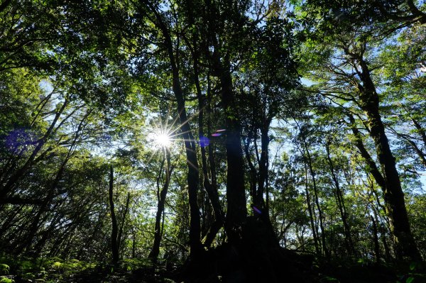 新竹 尖石 東穗山、島田山2939426