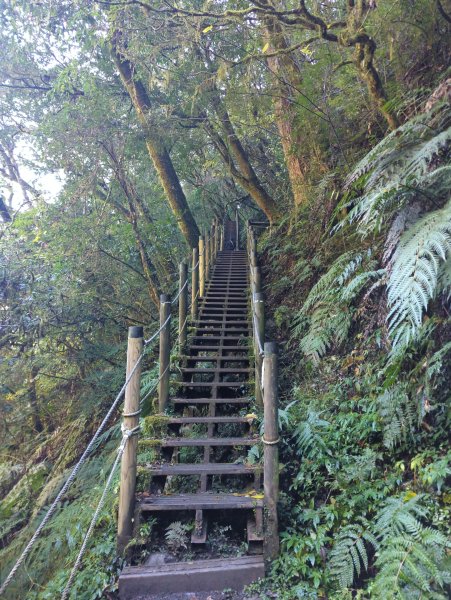 2026.01.03－鎮西堡B區神木群2981129