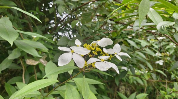 (姨婆趴趴走)第四十七集:新北土城大暖坑山等諸峰攀登連走2738772