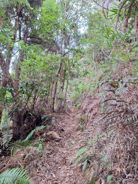 盡尾山202512252972005