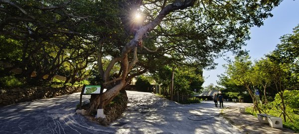 通霄神社+虎頭山公園-2025/11/152939301