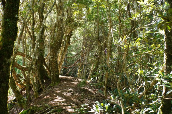 新竹 尖石 芝生毛臺山、虎禮山2903163