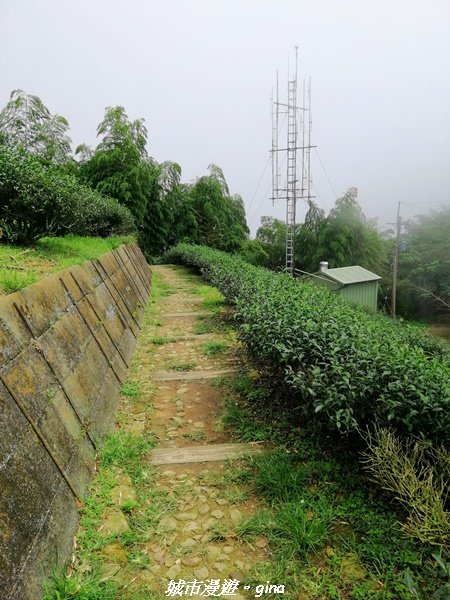 【雲嘉】超美的茶園竹林風光。小百岳集起來。#56小百岳雲嘉大尖山x二尖山x馬鞍山x#57小百岳梨子腳1453645