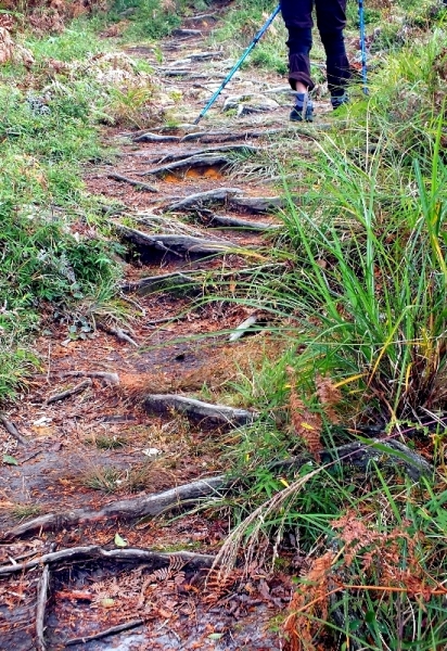 ◎ 水漾森林- 苦路篇 (鹿屈山前峰 vs 鹿屈山)85198