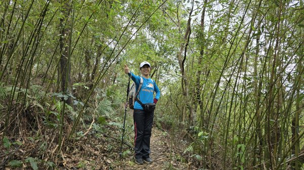 2025樂活夜櫻季搶先看，內湖樂活公園夜櫻季明天熱鬧登場，沿內溝溪3公里近距離欣賞寒櫻、昭和櫻、吉野2695704