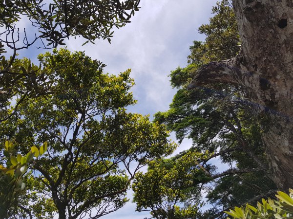 復興三尖之那結山1423100