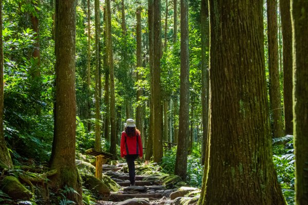 馬武督探索森林2930685