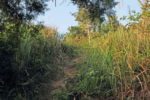 宜蘭礁溪鵲子山O型409924