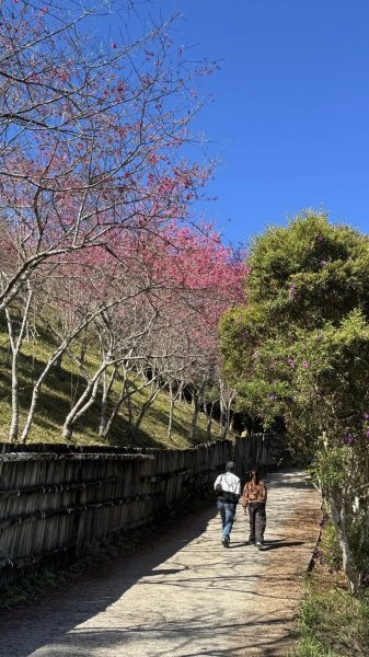 20260214 小百岳藤枝山3002994