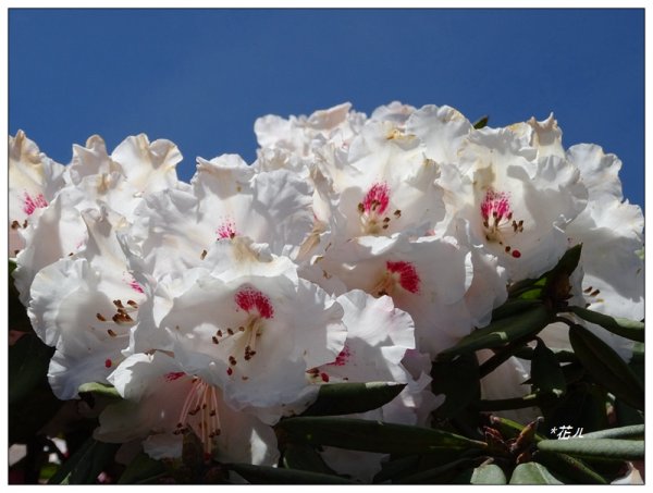 石門山/杜鵑花開1367775