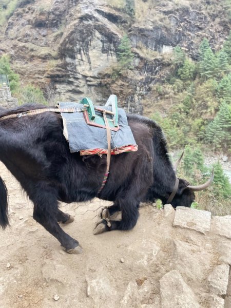 尼泊爾EBC馬牛螺羊動物寫真-山屋-協作-美食2789007