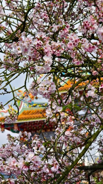 #綠繡眼 訪花 #吉野櫻 #天元宮 #楓樹湖 03162736731