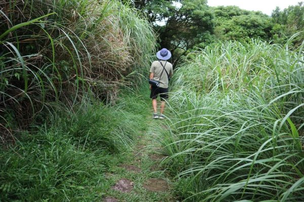 陽明山  菜公坑山 反經石   水車寮步道。林木蓊鬱  豐富的蕨類植披，絕佳避暑古道2174032