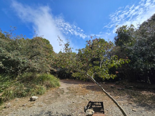 蝶夢八唐（裡冷登山口往返）八仙山出雲海下山順賞富士櫻2722707