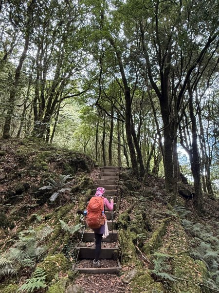 回程下雨的 松鶴上 八仙山 202510252925752