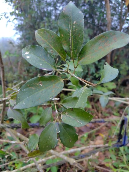 苗栗關刀山2975066