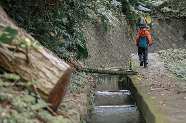 遇見淡水版花園鰻 - 半嶺水圳步道上游段 & 松溪瀑布2651123