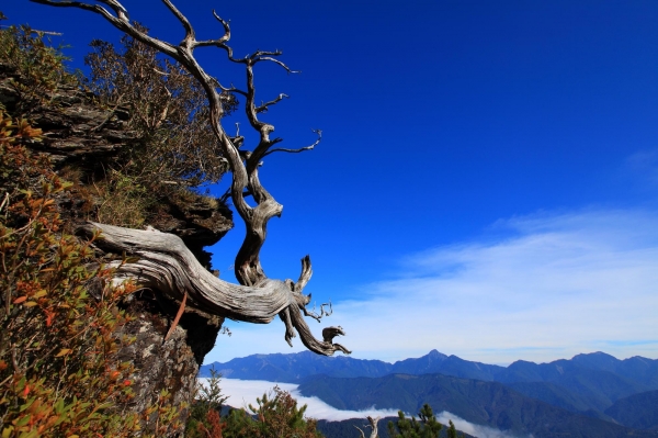 雪山下翠池賞巒大花楸23276