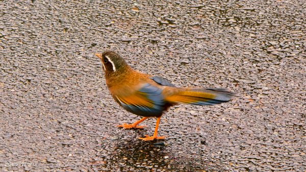 #太平山 #望洋山 #霧淞 1/222986045