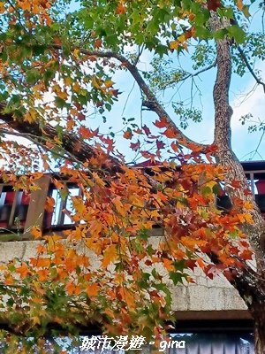 【南投仁愛】光影下的森林療育。 奧萬大國家森林遊樂區步道群2973077