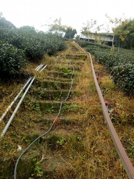 鹿谷大崙頭山樟空倫山竹崙山6連峰O型(大石公起登)+小半天長源圳生態步道1886015