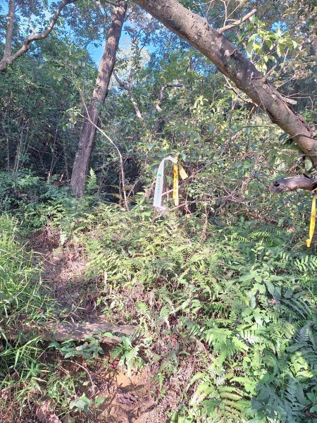 冬山梅花湖中山步道+大陂丘山202509292901673