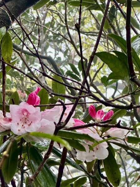 卡保石壁一葉蘭（耘夢谷上逐鹿山下O走）2809513