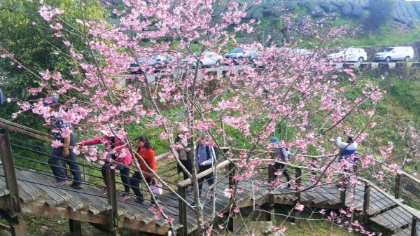 阿里山頂石桌 櫻之道123月櫻花季852359