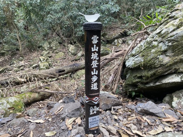 《雪山坑登山步道｜巨人之手森林秘境 Xueshankeng Hiking Trail & Giant2971085