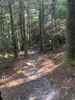 1120710觀霧國家森林風景區2938312