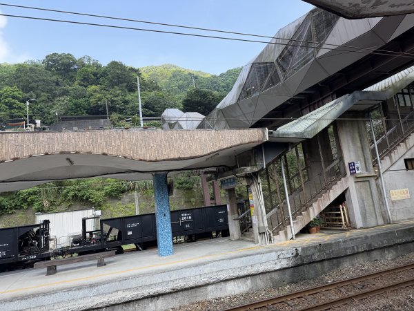 2026_0412 鐘萼木賞花 - 淡蘭國寶樹3035262