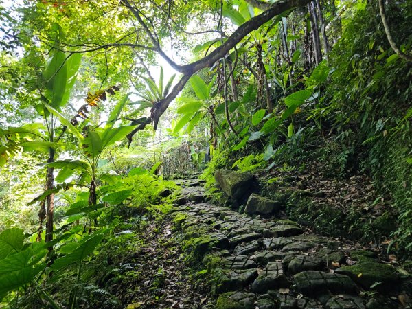 五指山橫向登山步道 - 2024森遊竹縣皮皮獅Hike客任務2555817