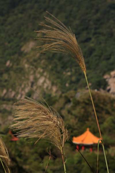 無耳茶壺山 芒花構成的737551