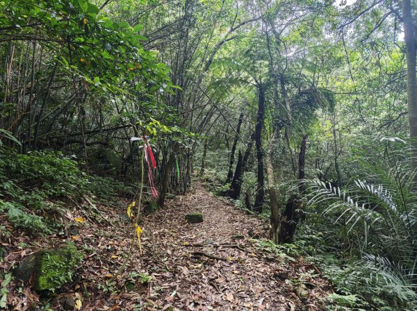 [淡蘭古道] 2026_0502 北路第二段_楊廷理古道3047710