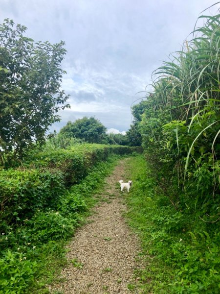 2019-07-04觀音山之牛港稜山627197