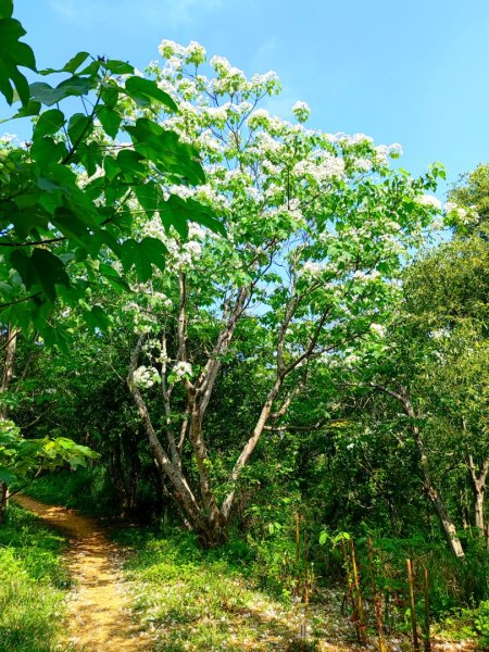 造橋車站-口山古道-鹿廚坑步道3039848