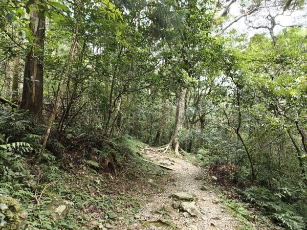 [百山百鳥尋旅-09/15] 2025_0920 滿月圓國家森林遊樂區步道群2893058