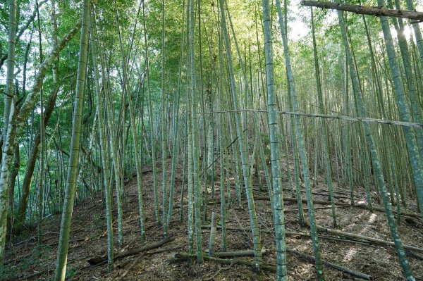 新竹 五峰 清泉山、民都有山2633696