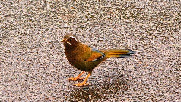 #太平山 #望洋山 #霧淞 1/222986044