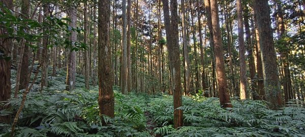 2025/12/06-光高天+南大龜+向天湖+三角湖山2957685
