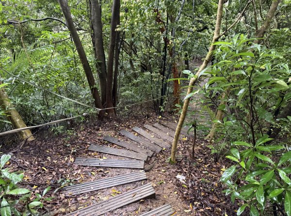 [微笑山線_第三段] 2026_0328 鳶山山系_福德坑山3025571