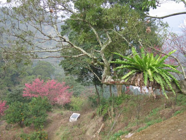 深坑炮子崙步道1960563