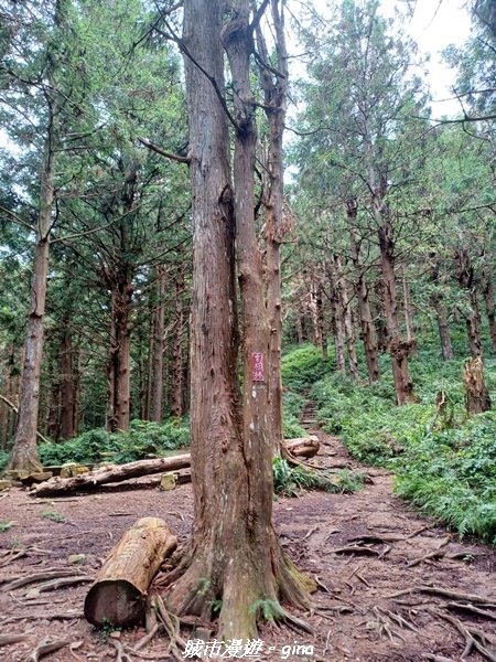 【台中和平】柳杉孟宗竹香杉步道林相豐富。 長壽山(肥崠山)山徑2880631