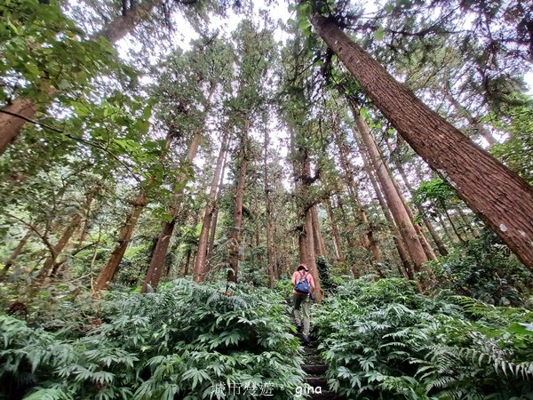 【苗栗獅潭】登頂前的陡坡攀爬很有感。 仙山登山步道2658449