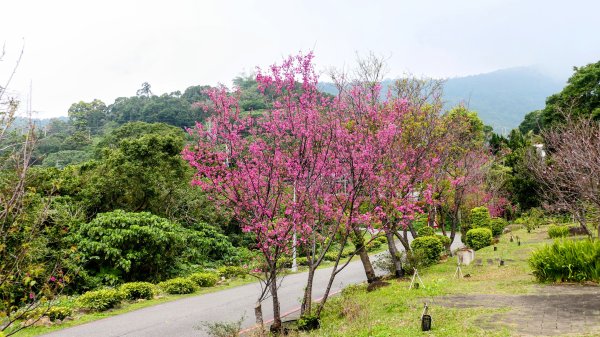《西江月。竹子湖春》2721782