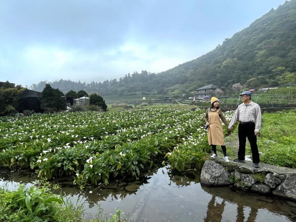 賞海芋 登七星 一次滿足202103141308634