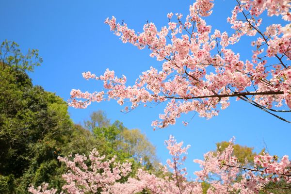 拉拉山的櫻花286574