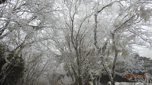 霧茫茫雪白冰封世界-太平山首度追霧淞成功202301282009597