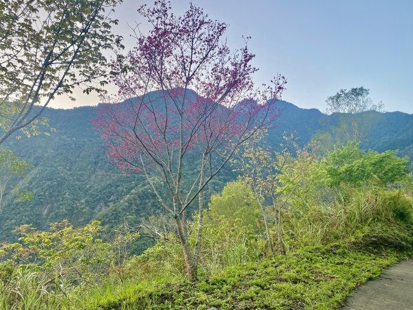 小鬼湖林道登亞泥笛山    2022/2/251622538